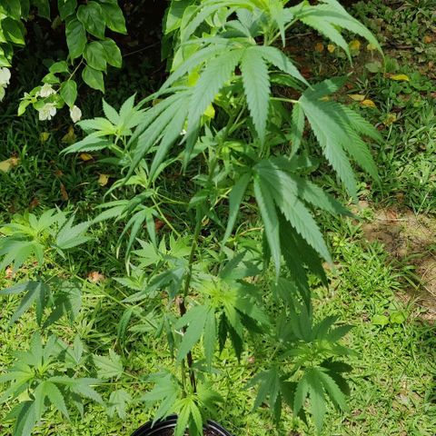 Unknown strain growlog timeline photo
