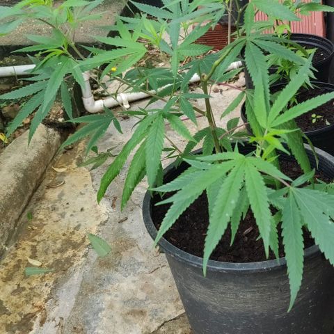 Blue gelato 2 growlog timeline photo