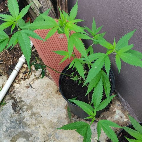 Cookie Dough 2 growlog timeline photo