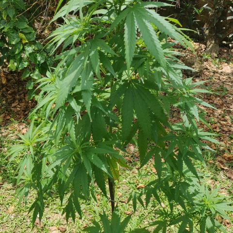 Unknown strain growlog timeline photo