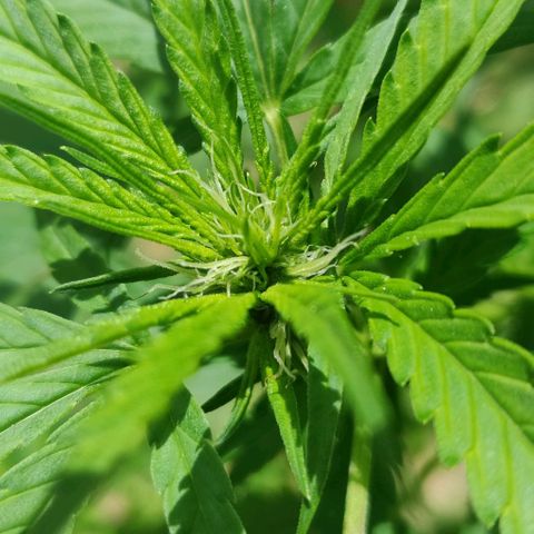 Unknown strain growlog timeline photo