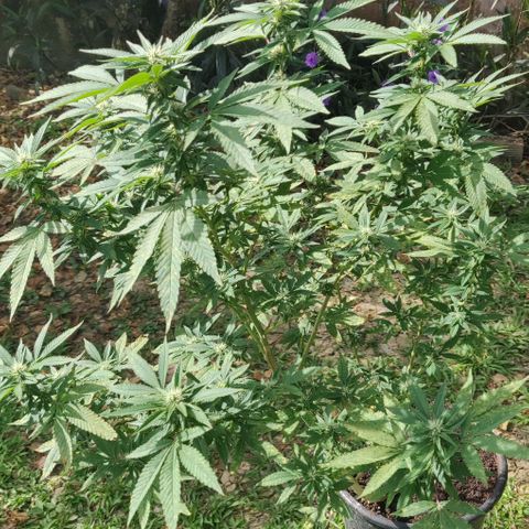 Bubba Kush growlog timeline photo