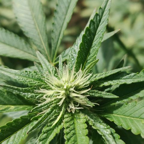 Bubba Kush growlog timeline photo