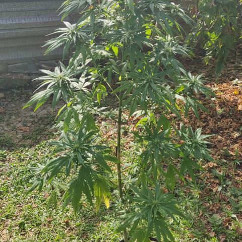 Unknown strain growlog timeline photo