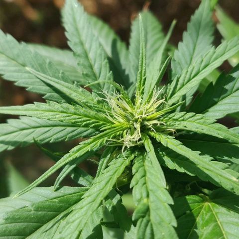 Unknown strain growlog timeline photo