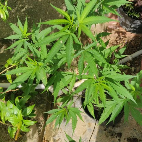 Cookie Dough 2 growlog timeline photo