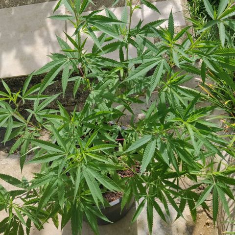 Blue gelato 2 growlog timeline photo