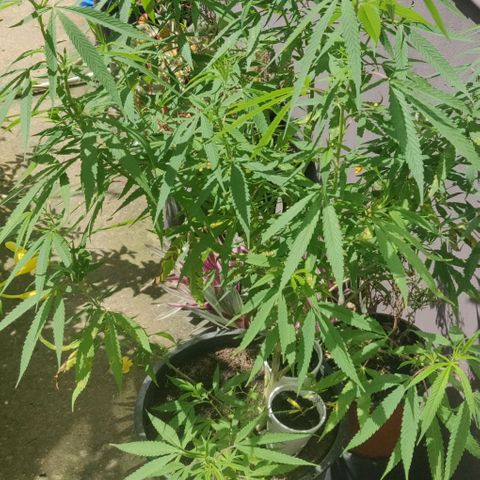 Blue gelato 2 growlog timeline photo