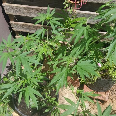 Cookie Dough 2 growlog timeline photo