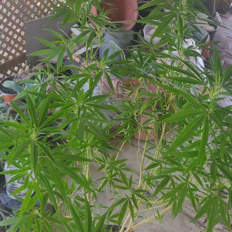 Blue gelato 2 growlog timeline photo