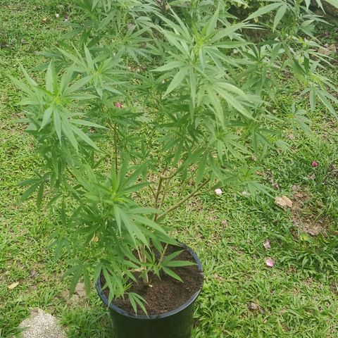 Blue gelato 2 growlog timeline photo