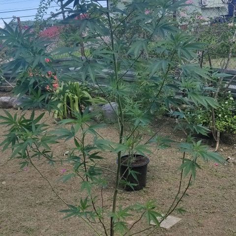Cookie Dough 2 growlog timeline photo