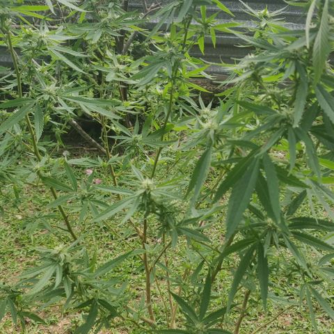 Blue gelato 2 growlog timeline photo
