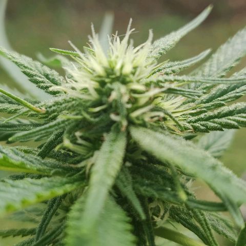 Blue gelato 2 growlog timeline photo