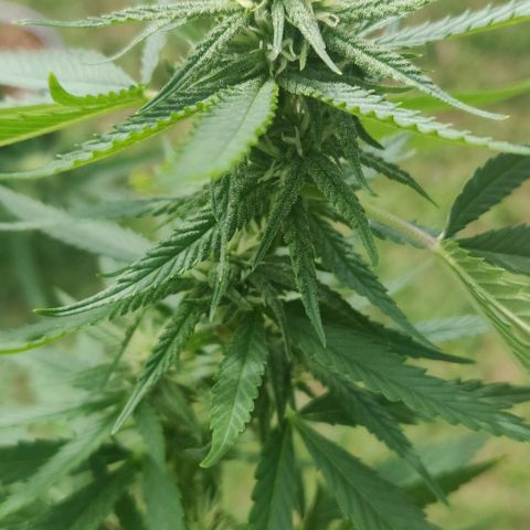 Blue gelato 2 growlog timeline photo