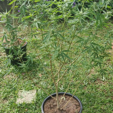 Blue gelato 2 growlog timeline photo