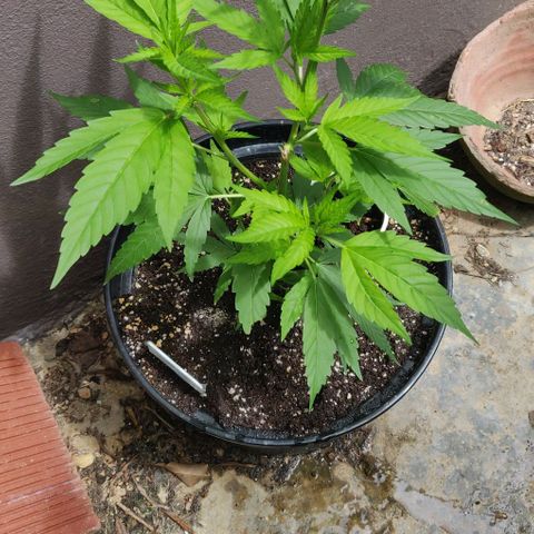 Luigi OG growlog timeline photo