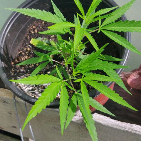Candyland growlog timeline photo