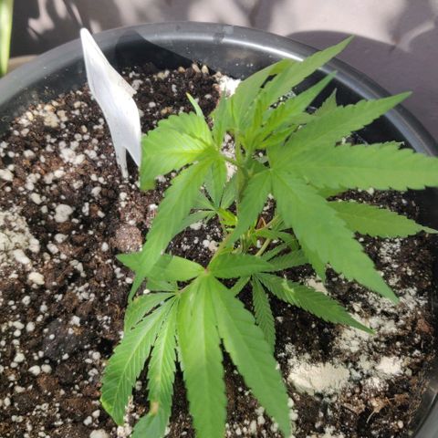 Laughing Buddha growlog timeline photo