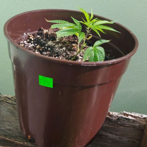 Shishkberry 2 growlog timeline photo