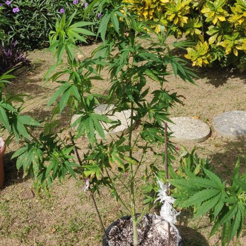 Luigi OG growlog timeline photo