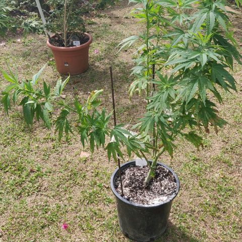 Luigi OG growlog timeline photo