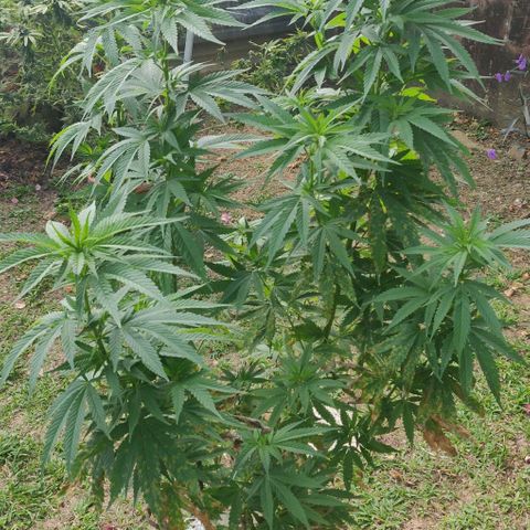 Luigi OG growlog timeline photo
