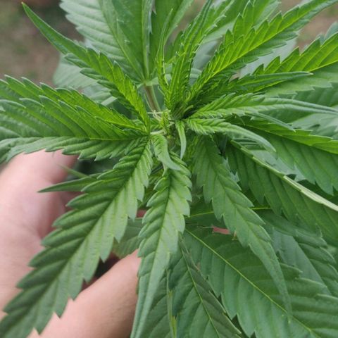 Luigi OG growlog timeline photo