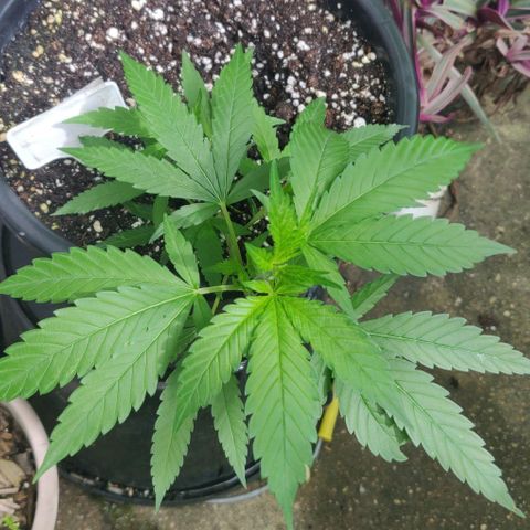 Laughing Buddha growlog timeline photo