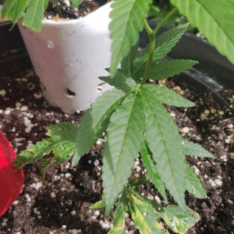 Candyland growlog timeline photo