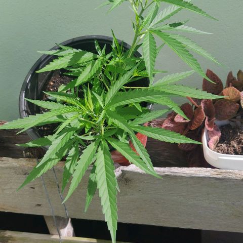 Candyland growlog timeline photo