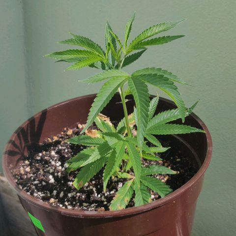 Shishkberry 2 growlog timeline photo