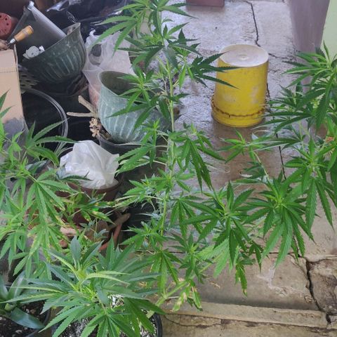 White Runt growlog timeline photo