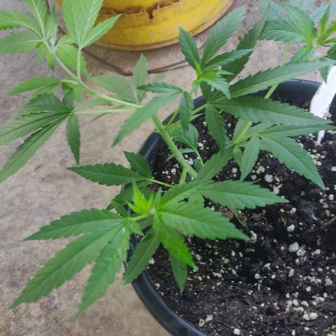 Laughing Buddha growlog timeline photo
