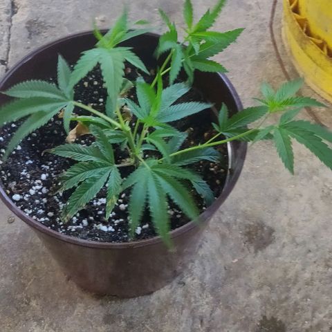 Shishkberry 2 growlog timeline photo
