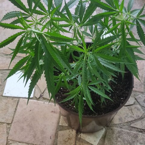 Candyland growlog timeline photo