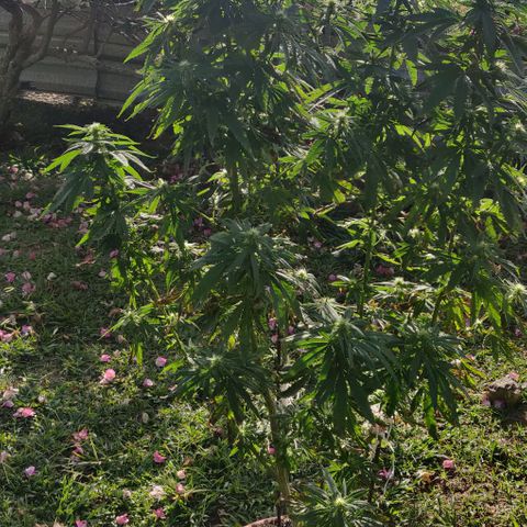 Luigi OG growlog timeline photo
