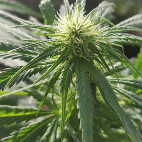 Luigi OG growlog timeline photo