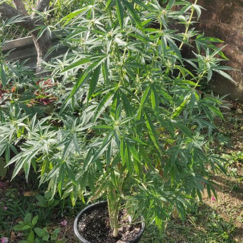 White Runt growlog timeline photo