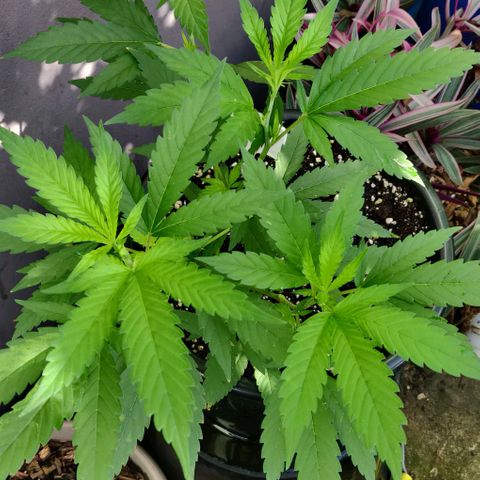 Laughing Buddha growlog timeline photo