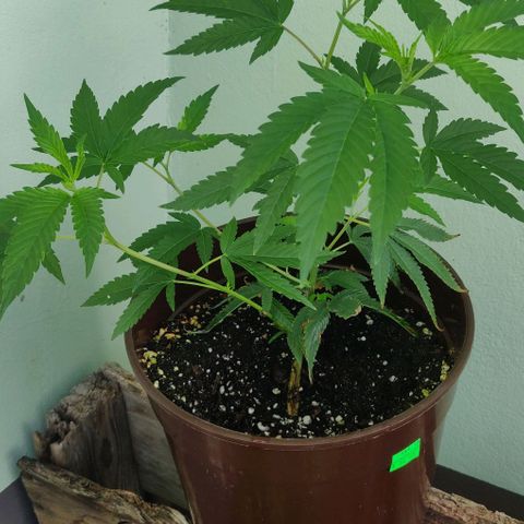 Shishkberry 2 growlog timeline photo