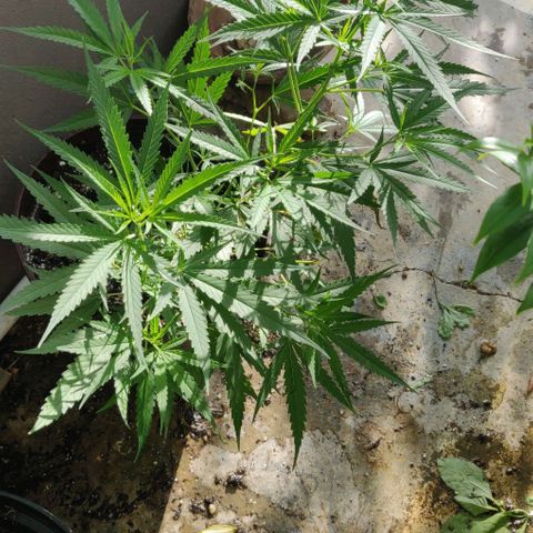 Candyland growlog timeline photo