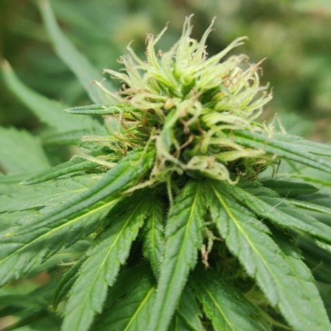 Luigi OG growlog timeline photo