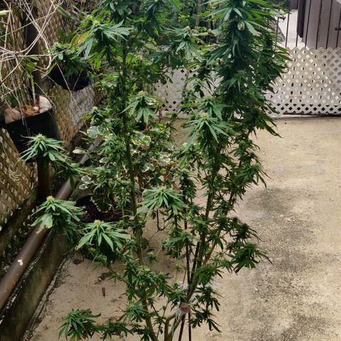 Luigi OG growlog timeline photo