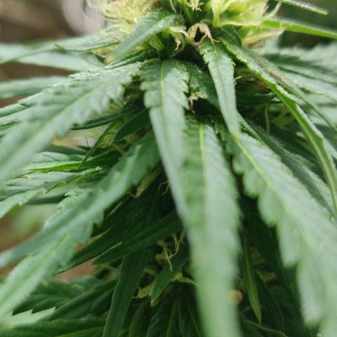 Luigi OG growlog timeline photo