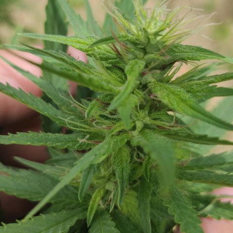 White Runt growlog timeline photo