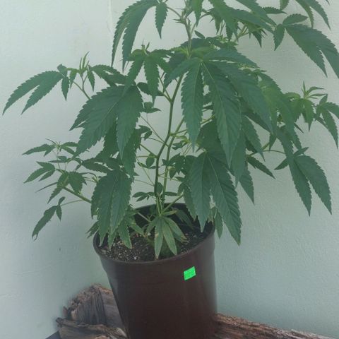 Shishkberry 2 growlog timeline photo