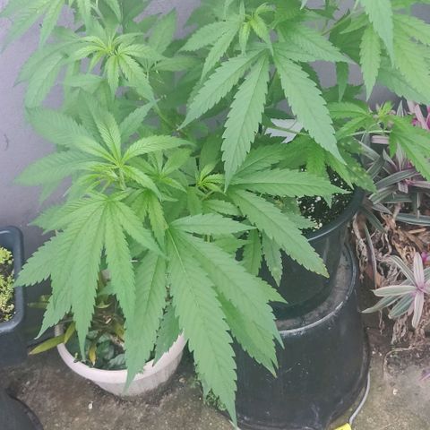 Laughing Buddha growlog timeline photo