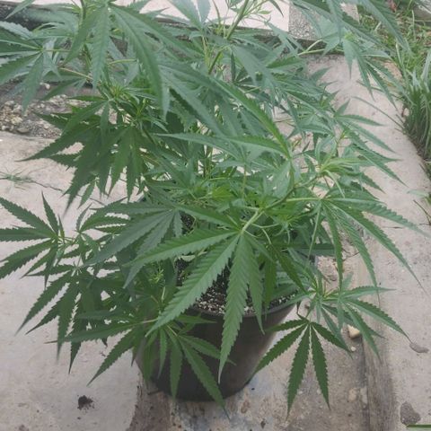 Candyland growlog timeline photo