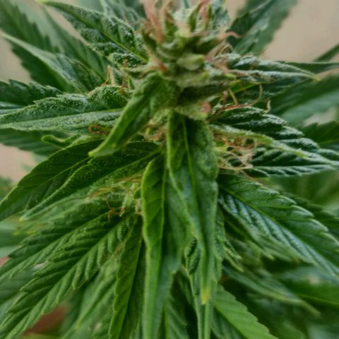 White Runt growlog timeline photo